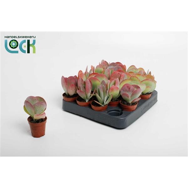 Горшечные цветы и растения оптом Kalanchoe Tyrsiflora от 20шт (для телеги) из Голландии с доставкой по России