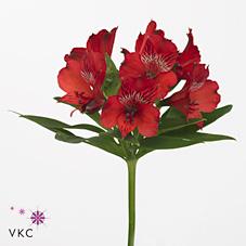 Срезанные цветы оптом Alstroemeria nadya от 60шт из Голландии с доставкой по России