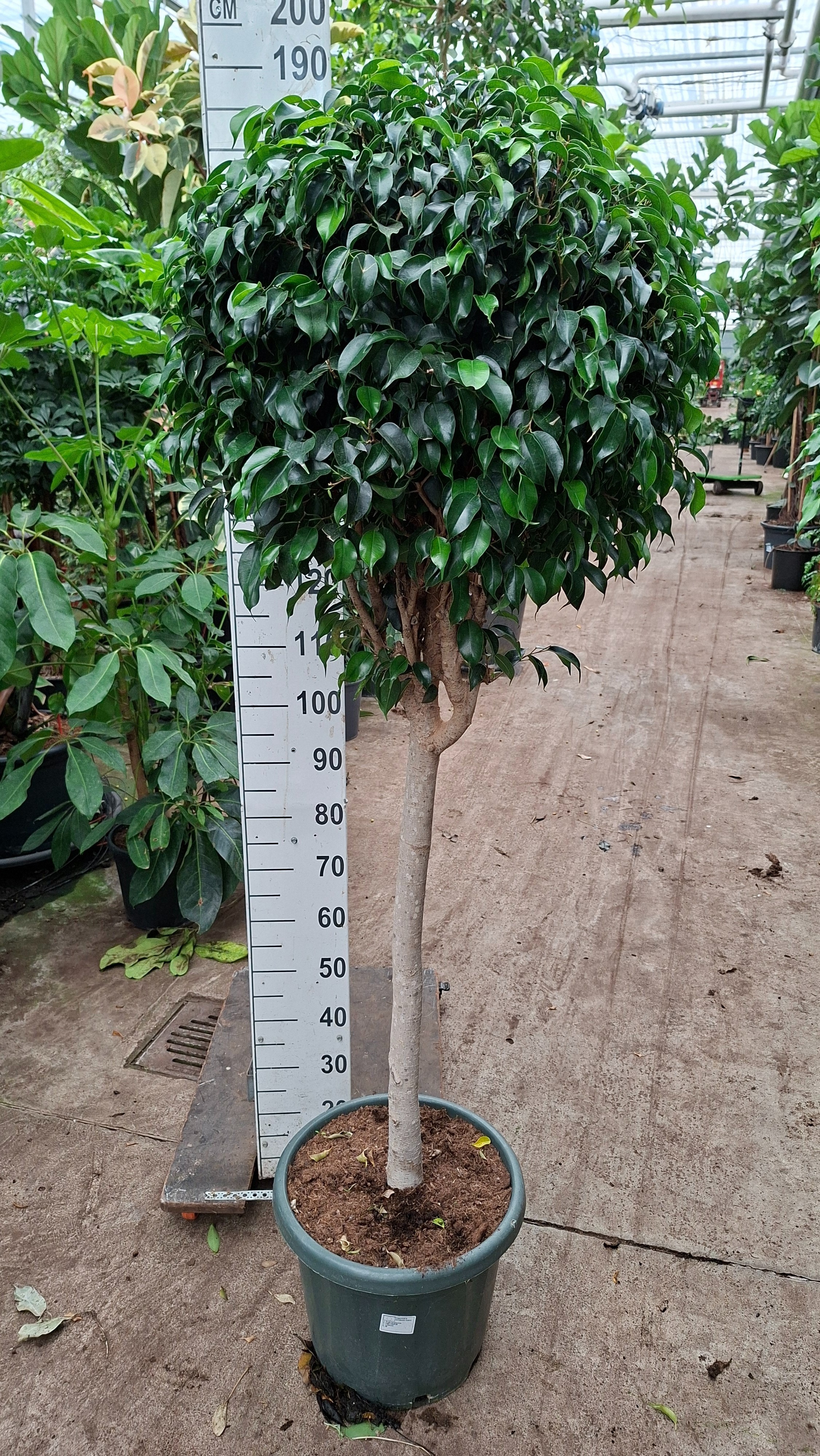 Горшечные цветы и растения оптом Ficus Be Danielle Piramide от 1шт из Голландии с доставкой по России