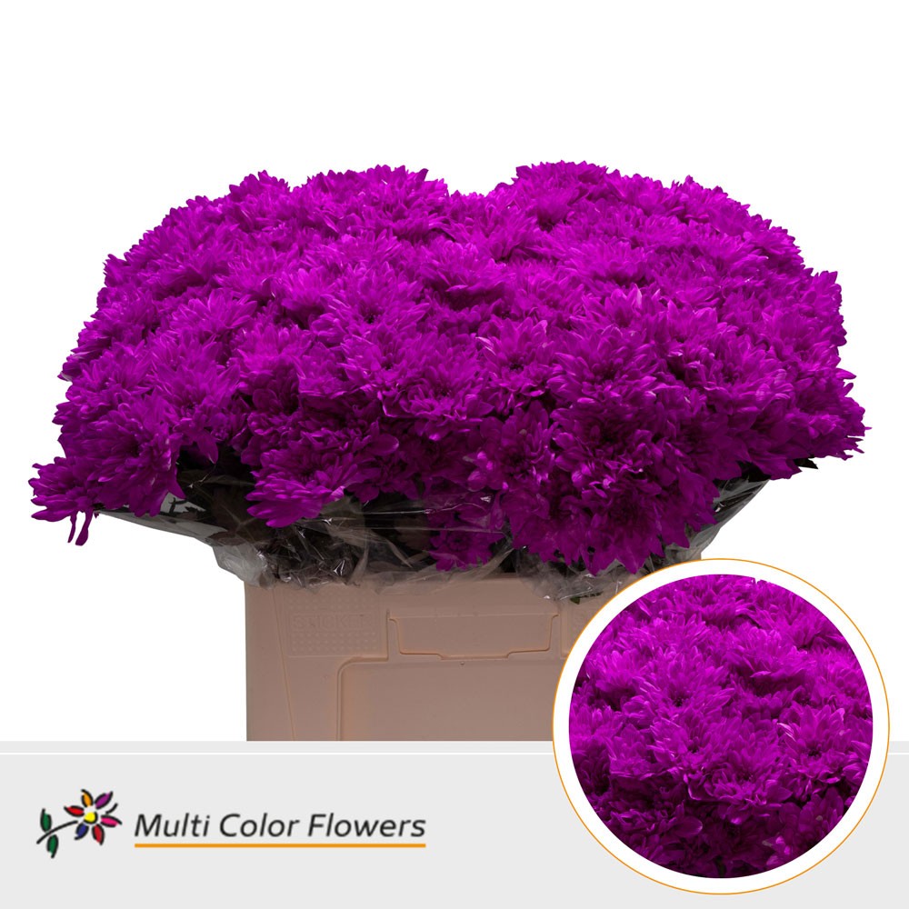 Срезанные цветы оптом Chrys sp paint baltica cerise от 40шт из Голландии с доставкой по России