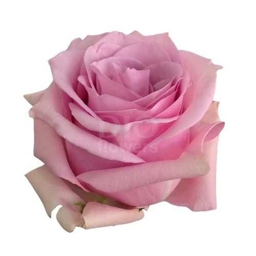 Розы оптом NAUTICA из Эквадора с доставкой по России