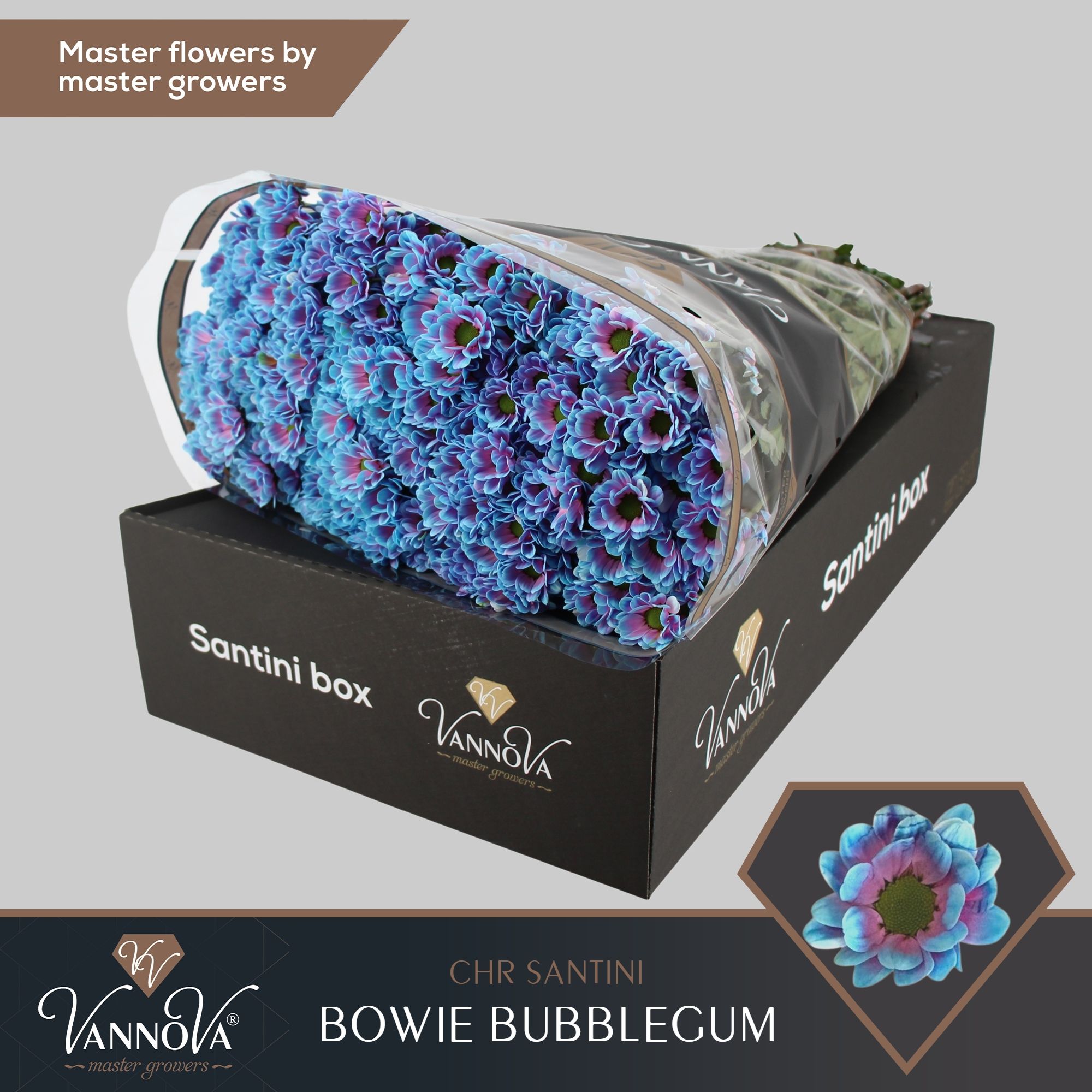 Срезанные цветы оптом Chrys sa paint bowie bubblegum от 25шт из Голландии с доставкой по России