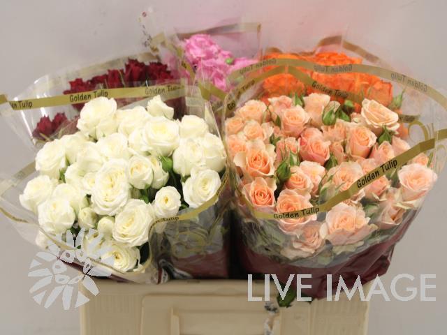 Срезанные цветы оптом Rosa spray mix in bucket A от 50шт из Голландии с доставкой по России