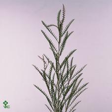 Срезанные цветы оптом Grevillea ivanhoe от 50шт из Голландии с доставкой по России