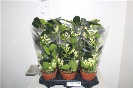 Горшечные цветы и растения оптом Steph Fl Ov 6-9++ Koker от 6шт из Голландии с доставкой по России