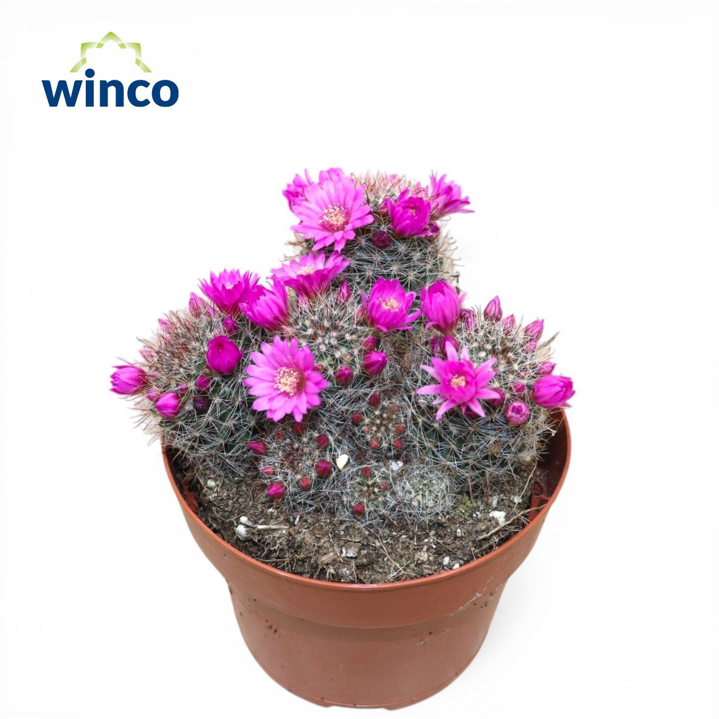 Горшечные цветы и растения оптом Mammillaria Zeilmaniana от 6шт из Голландии с доставкой по России