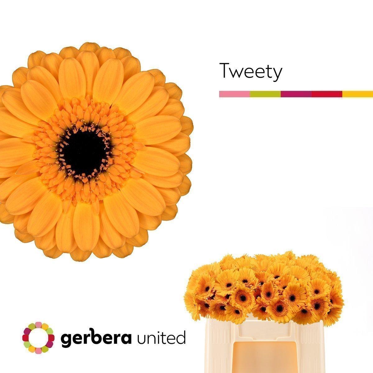 Срезанные цветы оптом Germini tweety от 80шт из Голландии с доставкой по России