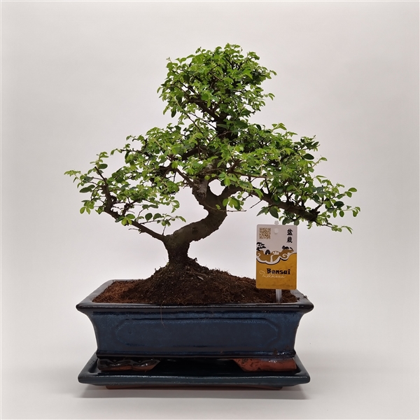 Горшечные цветы и растения оптом Bonsai Zelkova Traditional от 2шт из Голландии с доставкой по России