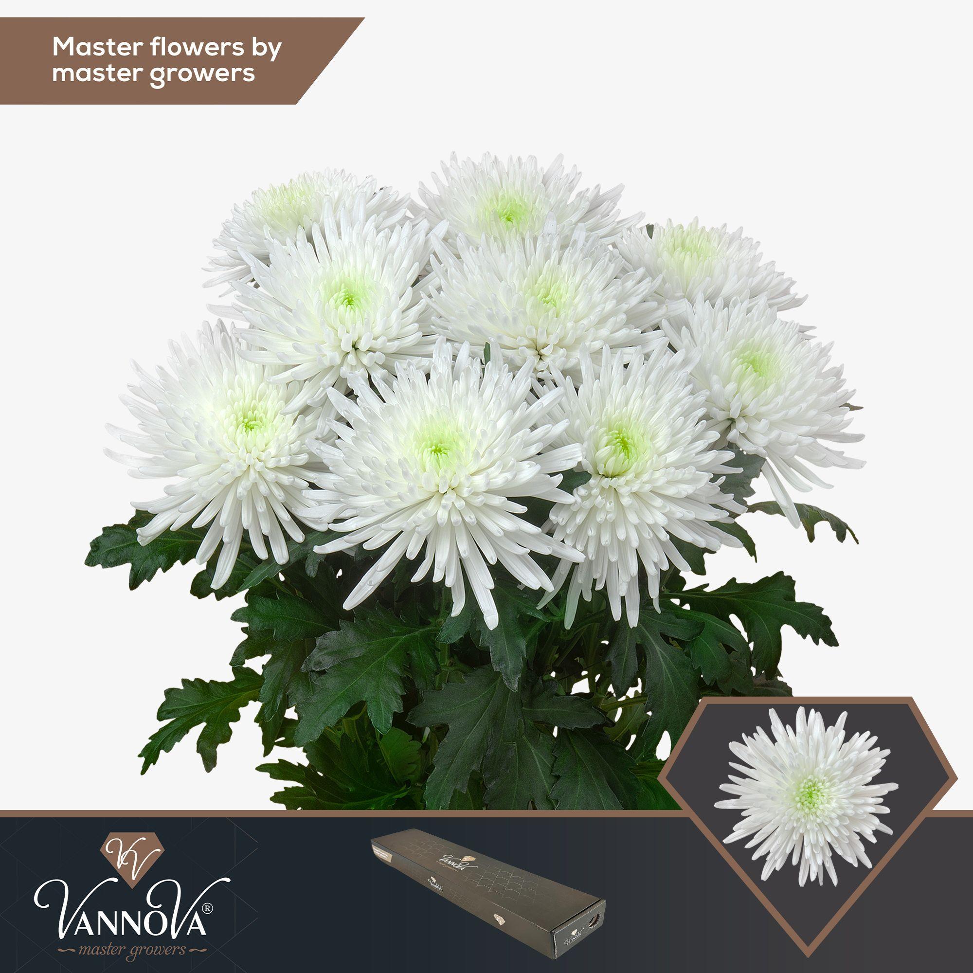 Срезанные цветы оптом Chrys bl topspin от 20шт из Голландии с доставкой по России