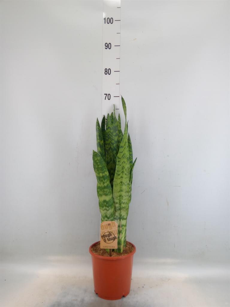 Горшечные цветы и растения оптом Sansevieria Zeylanica от 6шт из Голландии с доставкой по России