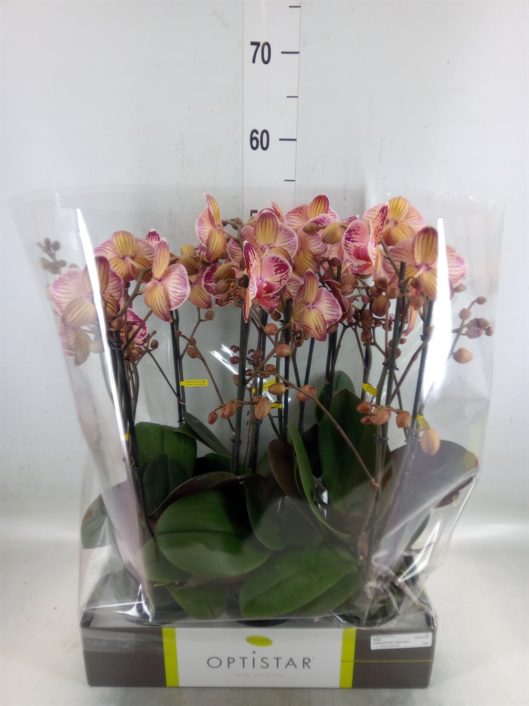 Горшечные цветы и растения оптом Phalaenopsis   ...red от 6шт из Голландии с доставкой по России