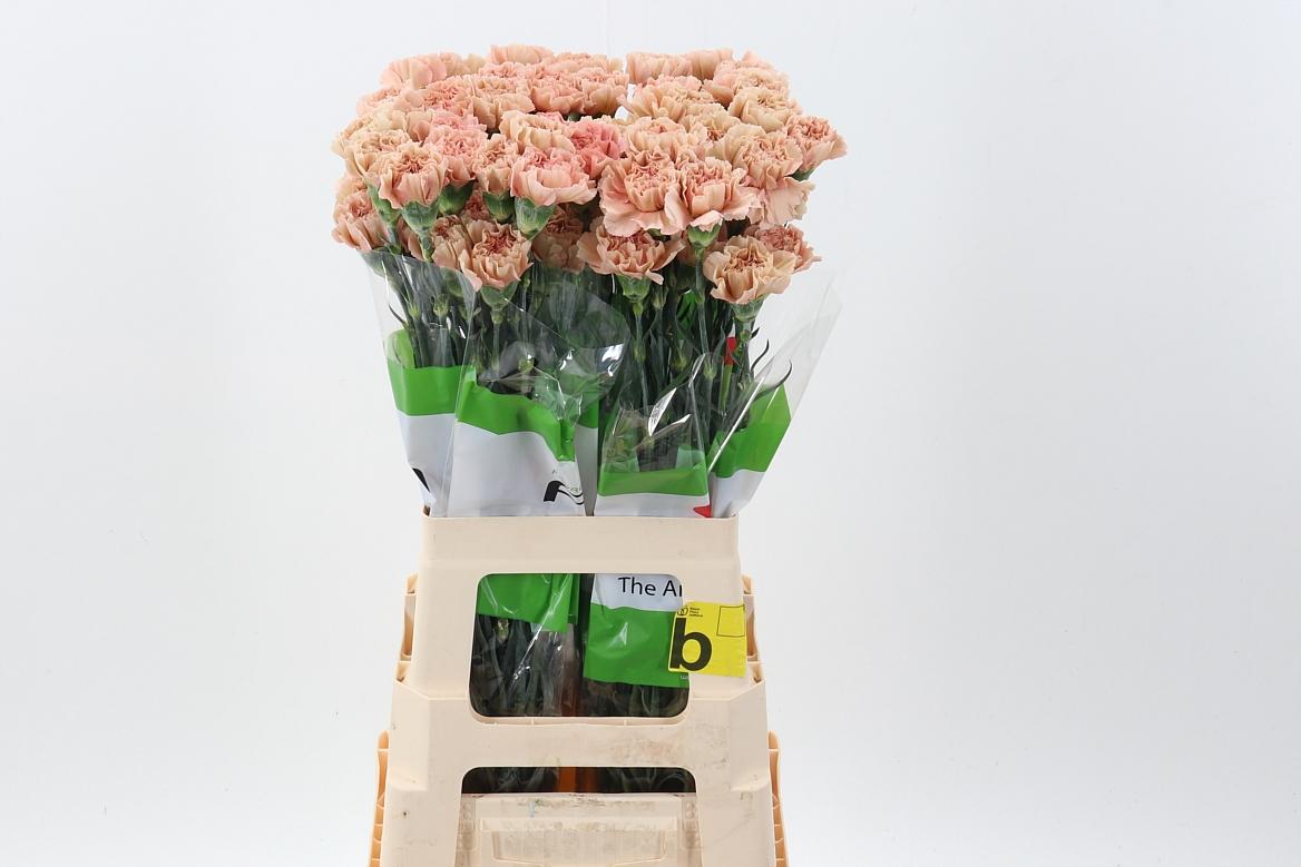 Срезанные цветы оптом Dianthus st honey от 80шт. из Голландии с доставкой по России