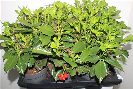 Горшечные цветы и растения оптом Aucuba J Rozannie от 6шт из Голландии с доставкой по России