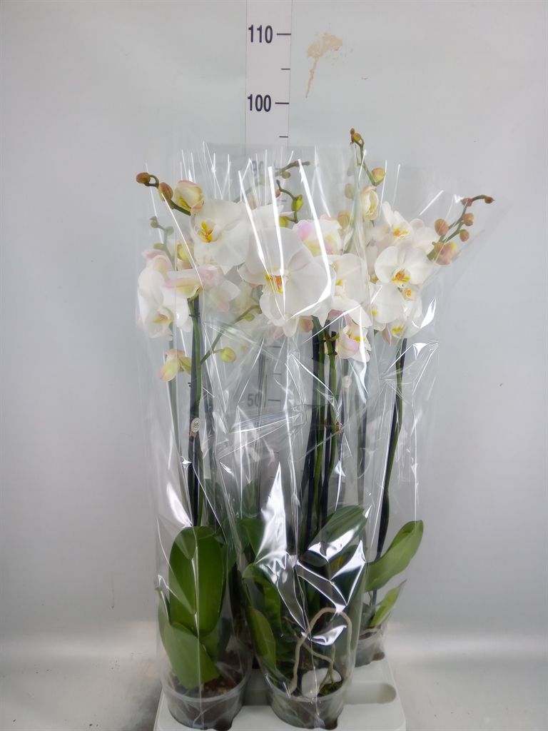 Горшечные цветы и растения оптом Phalaenopsis   ...white от 4шт из Голландии с доставкой по России