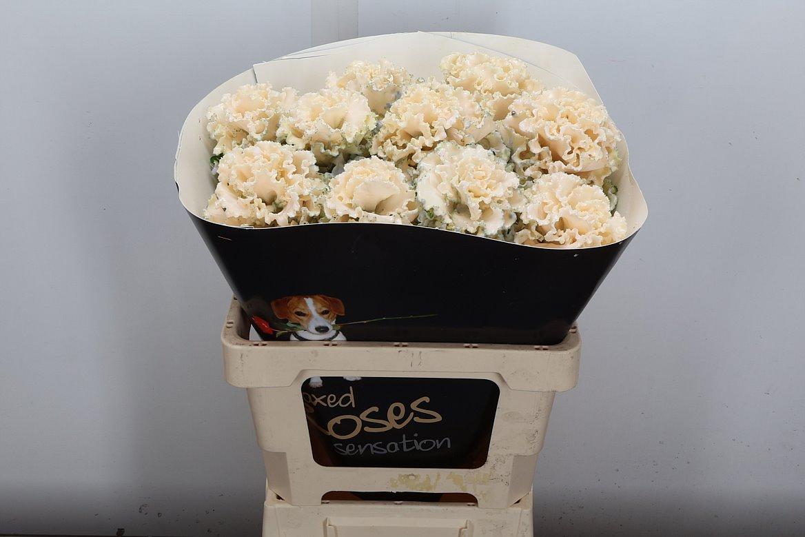 Срезанные цветы оптом Brassica wax fringed oceana от 10шт из Голландии с доставкой по России