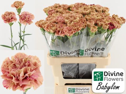 Срезанные цветы оптом Dianthus st babylon от 80шт из Голландии с доставкой по России