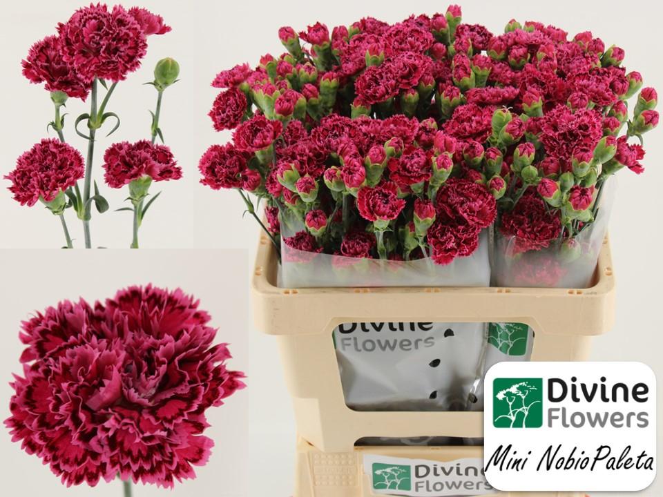 Срезанные цветы оптом Dianthus sp mini nobbio palette от 60шт из Голландии с доставкой по России