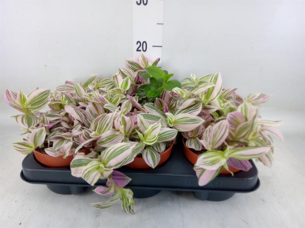 Горшечные цветы и растения оптом Tradescantia   ... от 6шт из Голландии с доставкой по России