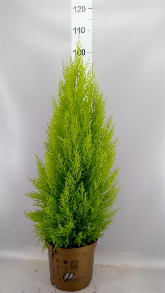 Горшечные цветы и растения оптом Cupressus Macro. goldcrest Wilma от 1шт из Голландии с доставкой по России