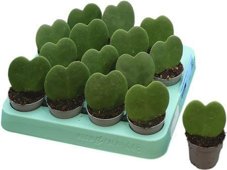 Горшечные цветы и растения оптом Hoya Kerrii Single от 14шт (для телеги) из Голландии с доставкой по России