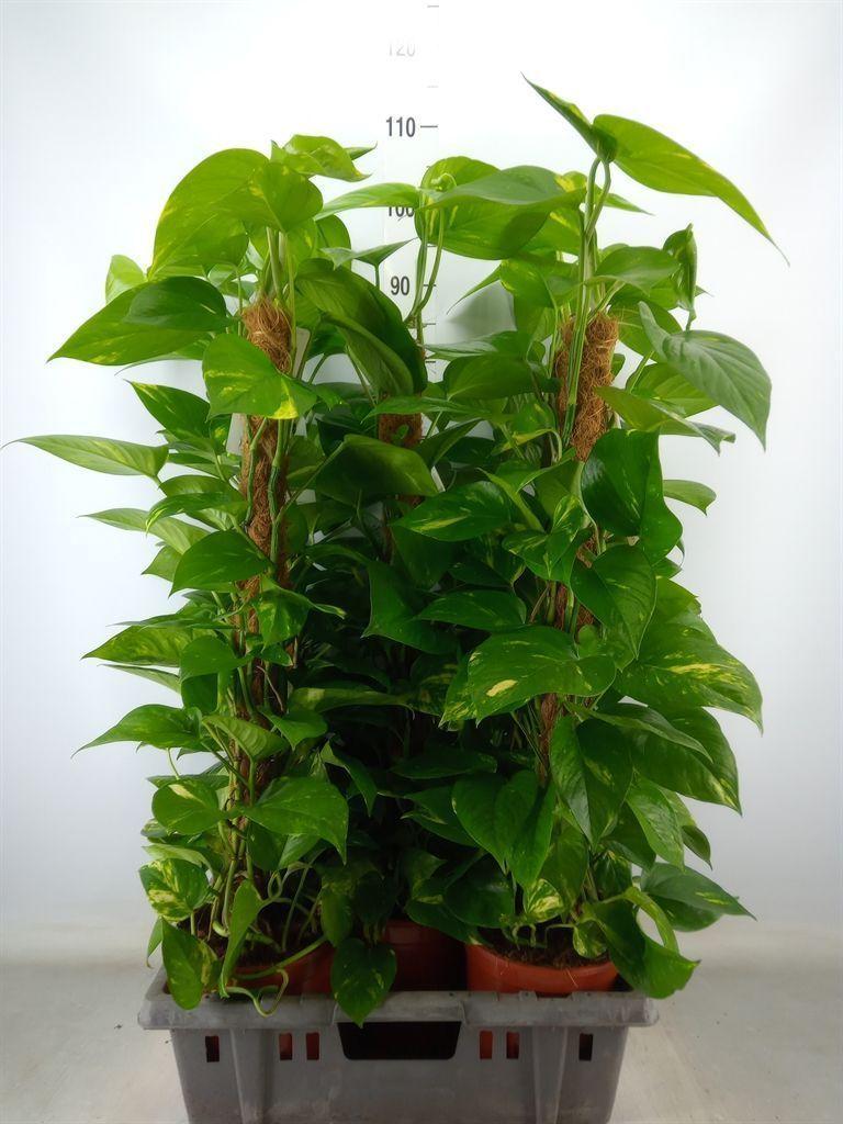 Горшечные цветы и растения оптом Epipremnum Pinn.   ...moss Stick от 5шт из Голландии с доставкой по России