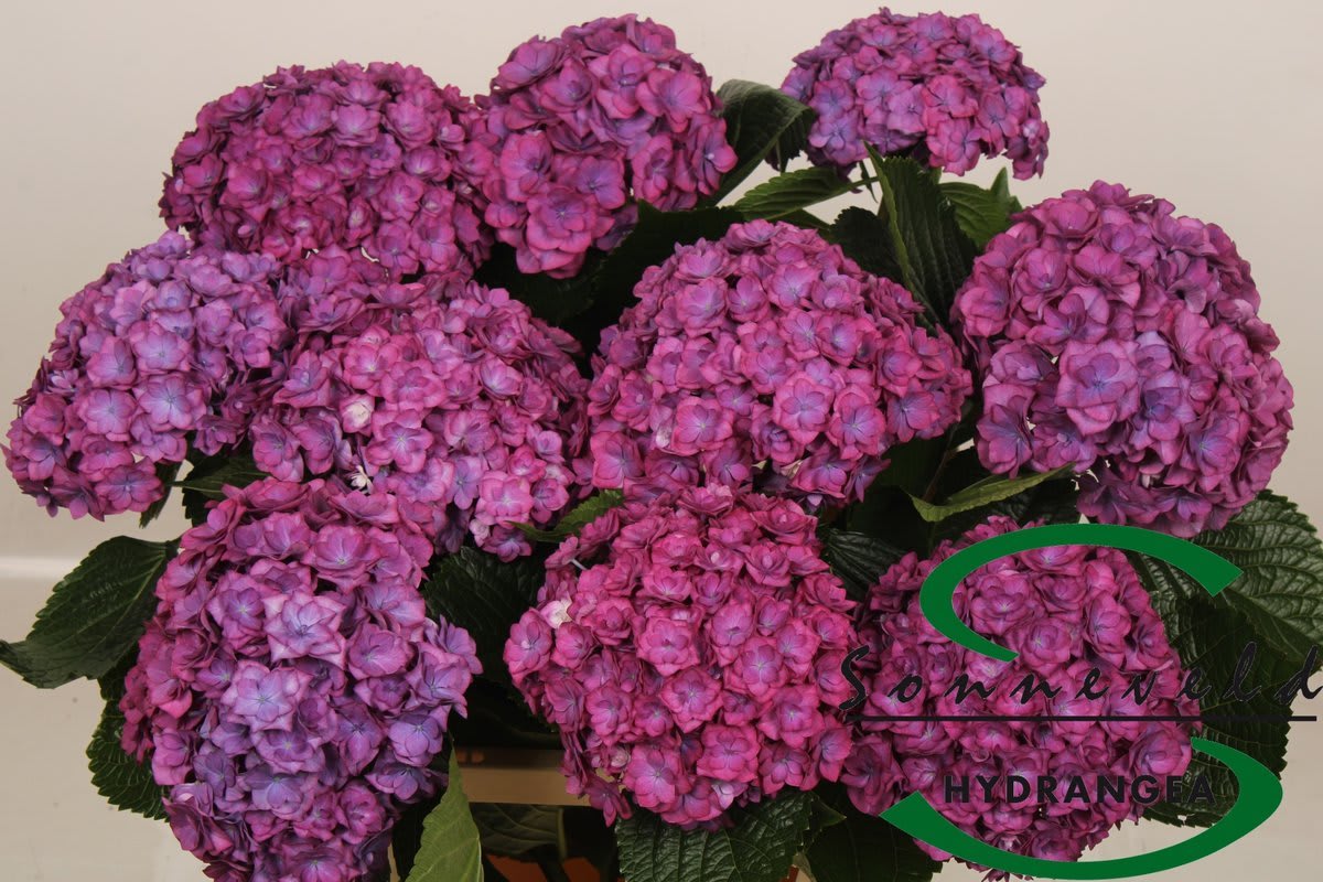 Срезанные цветы оптом Hydrangea royal anastasia red purple от 10шт из Голландии с доставкой по России