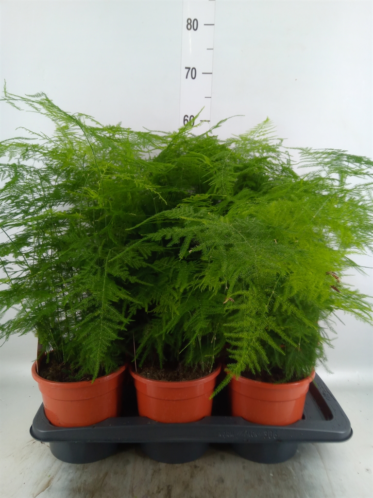 Горшечные цветы и растения оптом Asparagus Setaceus от 6шт из Голландии с доставкой по России