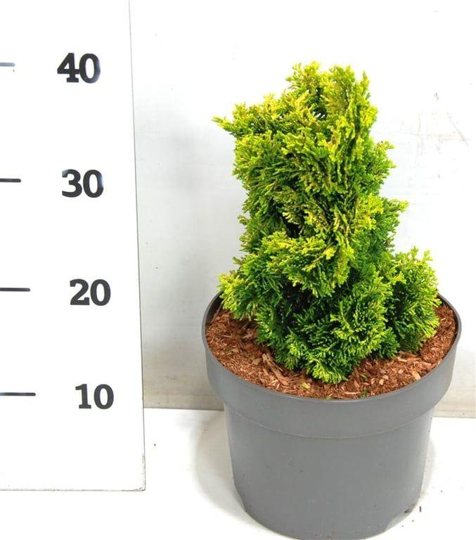 Горшечные цветы и растения оптом Chamaecyparis Obt Aurora от 1шт из Голландии с доставкой по России