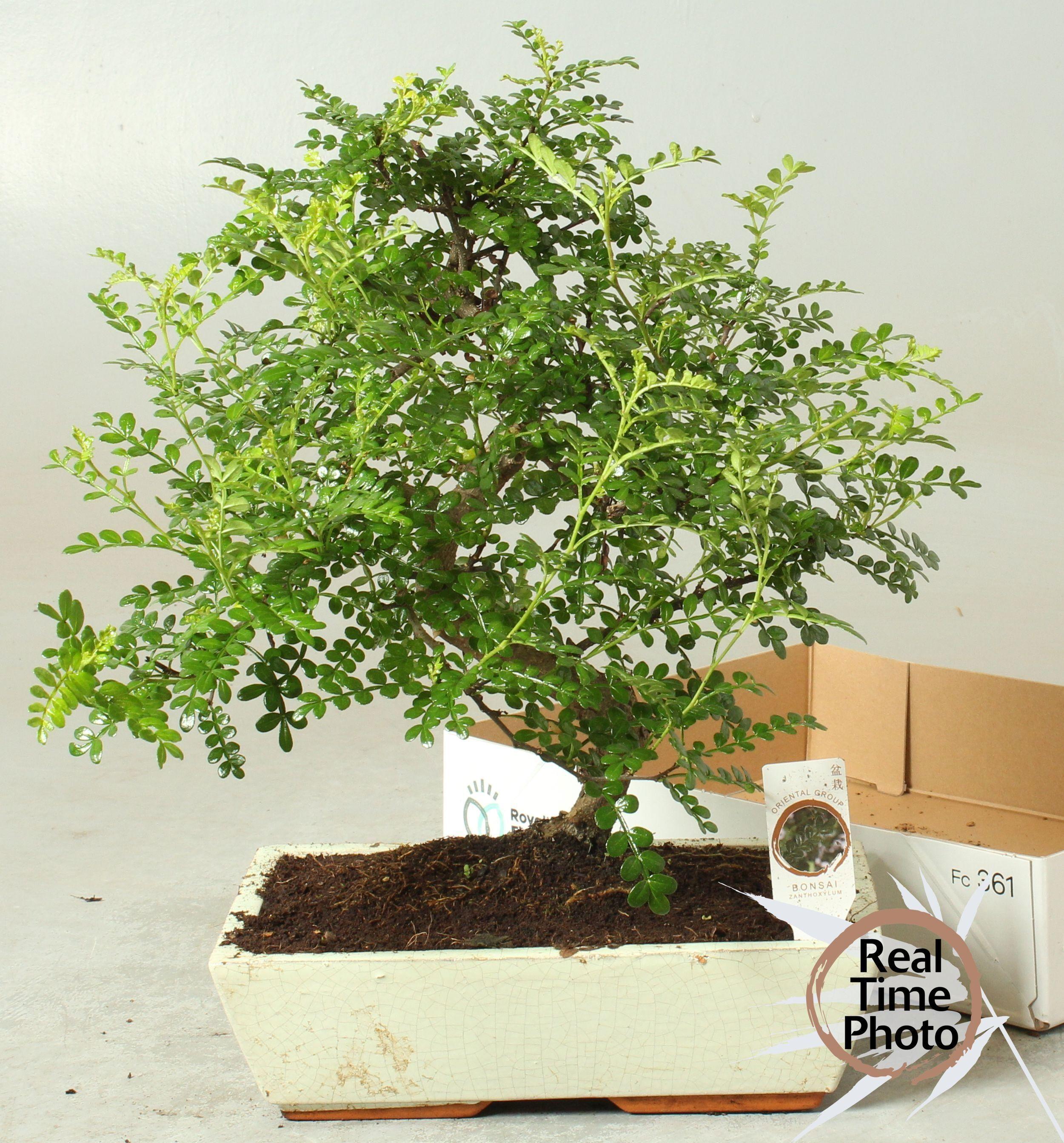 Горшечные цветы и растения оптом Bonsai Gem от 1шт из Голландии с доставкой по России