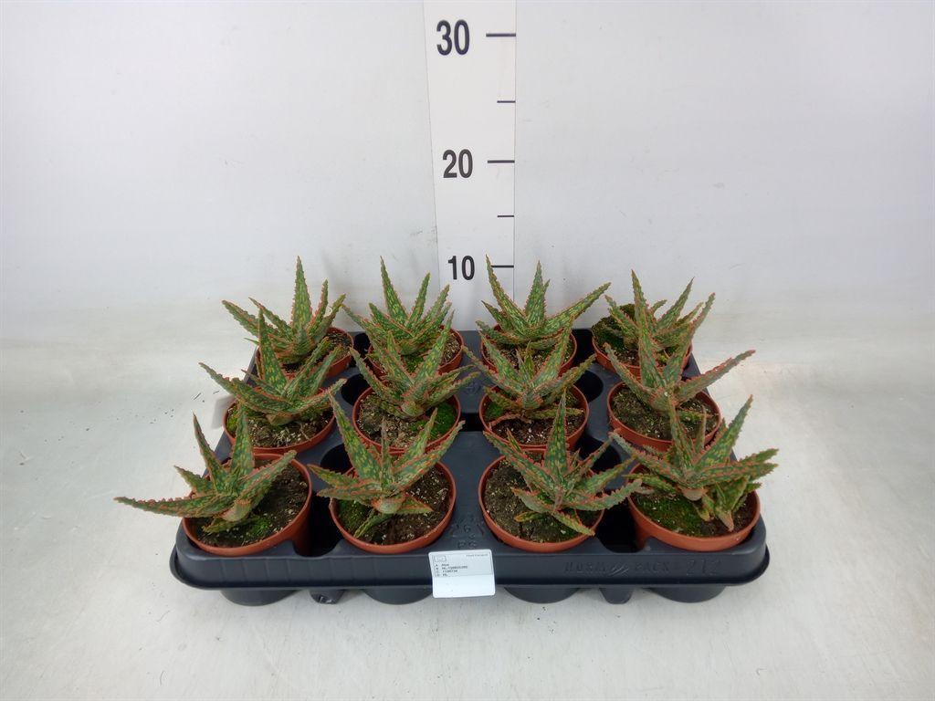 Горшечные цветы и растения оптом Aloe   ... от 12шт (для телеги) из Голландии с доставкой по России