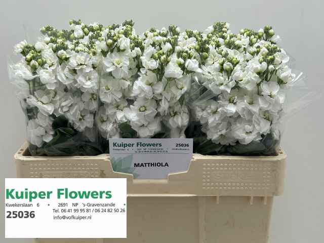 Срезанные цветы оптом Matthiola white от 60шт из Голландии с доставкой по России