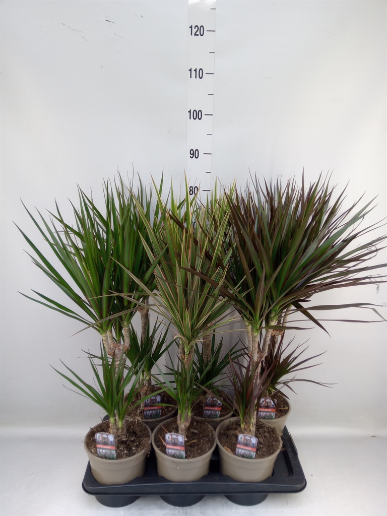 Горшечные цветы и растения оптом Dracaena   ...mix от 6шт из Голландии с доставкой по России