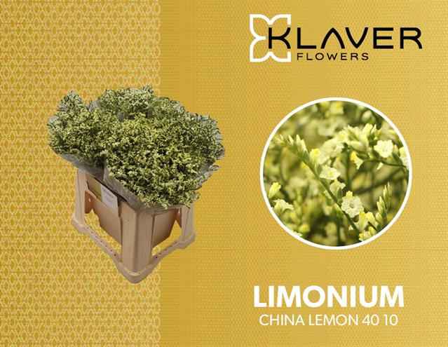 Срезанные цветы оптом Limonium china lemon от 100шт из Голландии с доставкой по России