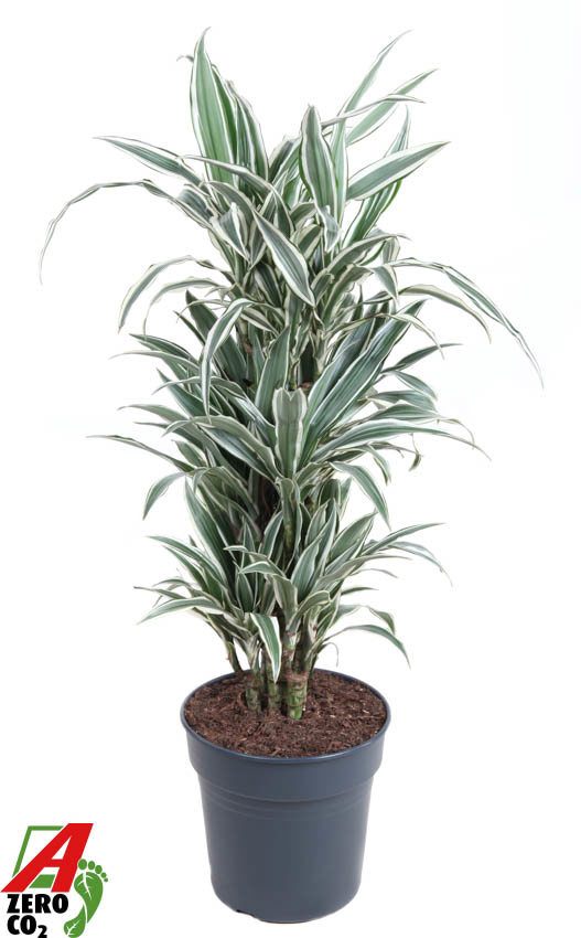 Горшечные цветы и растения оптом Dracaena White Stripe Vertakt от 1шт из Голландии с доставкой по России