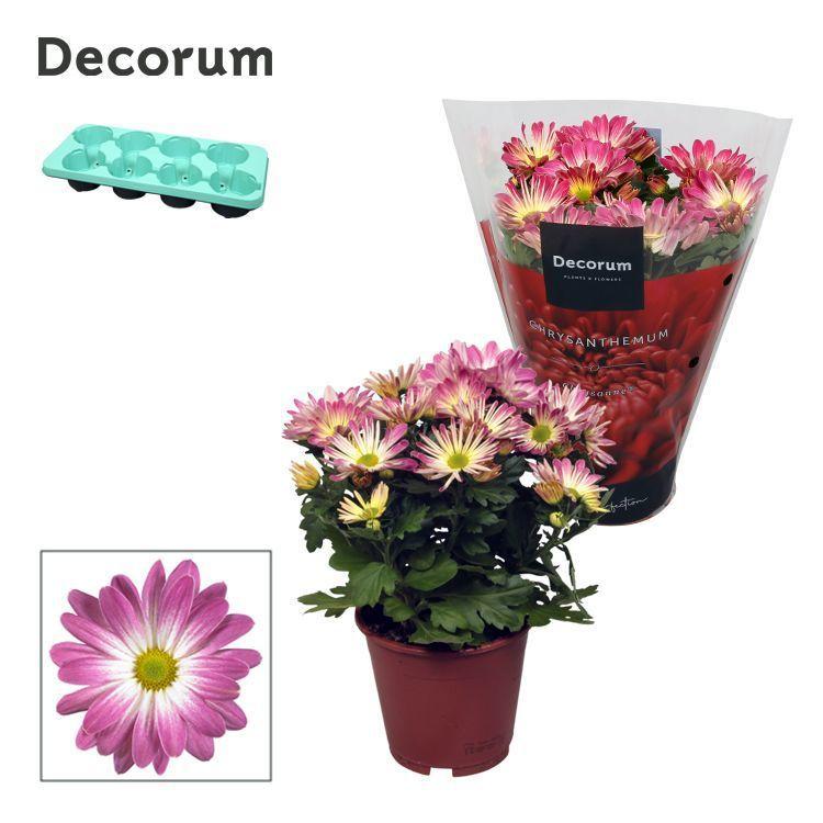 Горшечные цветы и растения оптом Chrys Margarita Bicolor Ice Cream (decorum) от 8шт из Голландии с доставкой по России