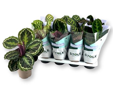 Горшечные цветы и растения оптом Calathea Mix от 8шт из Голландии с доставкой по России