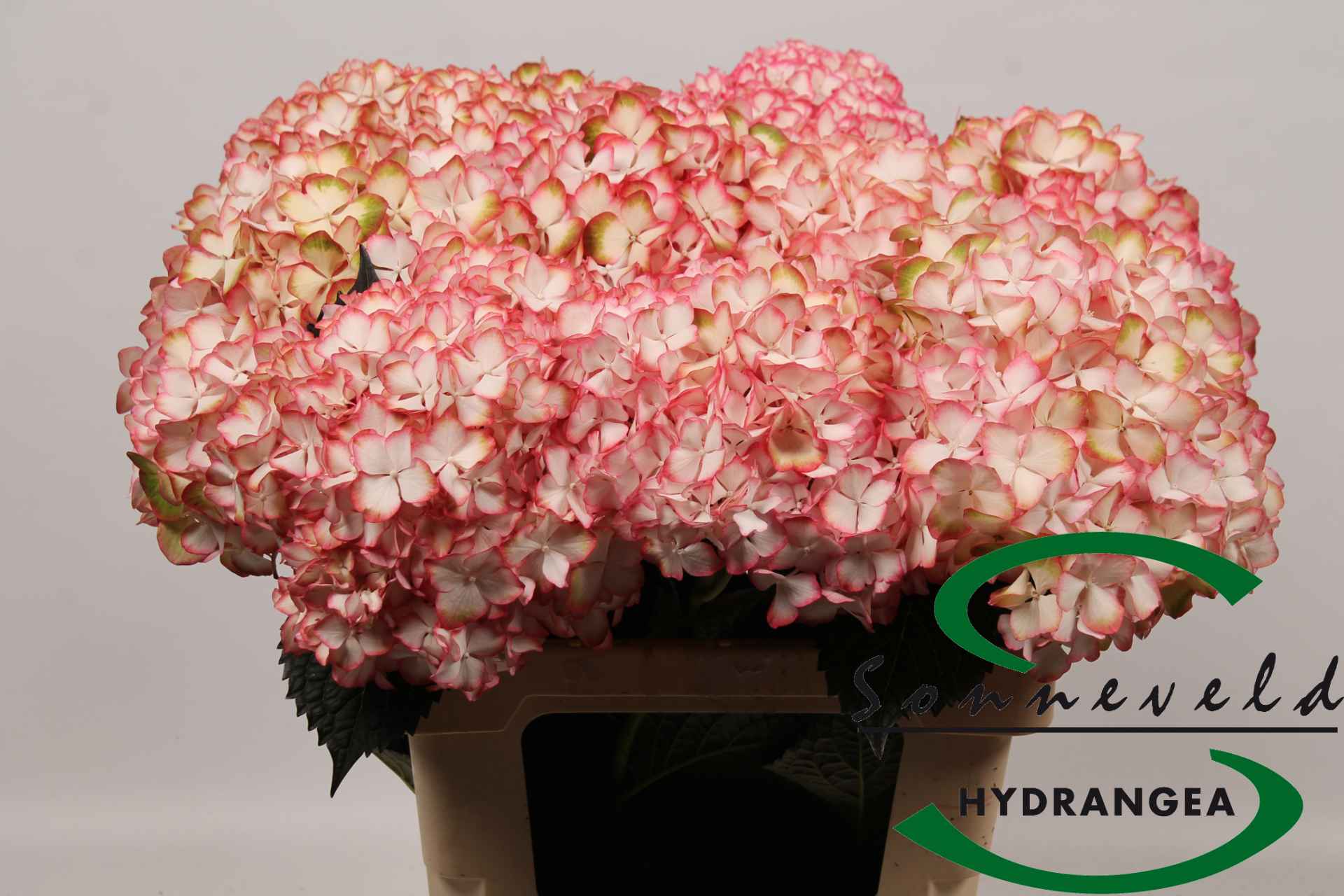 Срезанные цветы оптом Hydrangea mag light my fire от 10шт из Голландии с доставкой по России