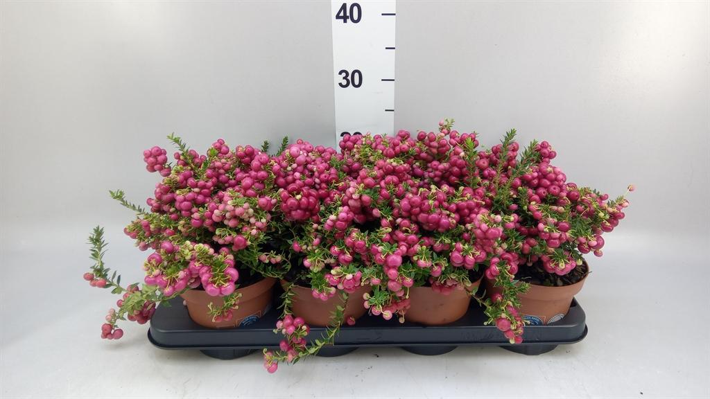 Горшечные цветы и растения оптом Gaultheria ...red Berry от 8шт из Голландии с доставкой по России