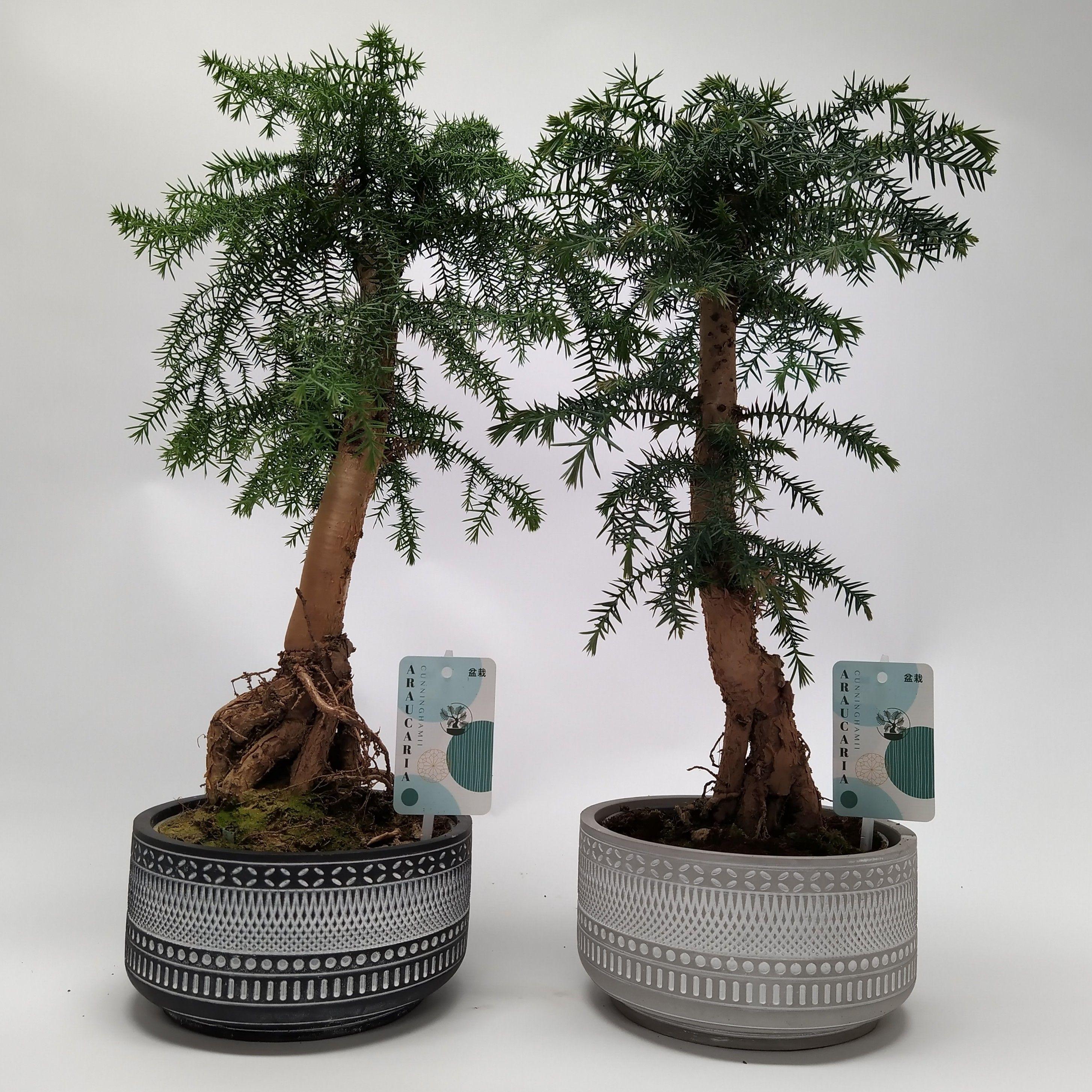 Горшечные цветы и растения оптом Araucaria Cunninghamii Bonsaitribal от 5шт из Голландии с доставкой по России