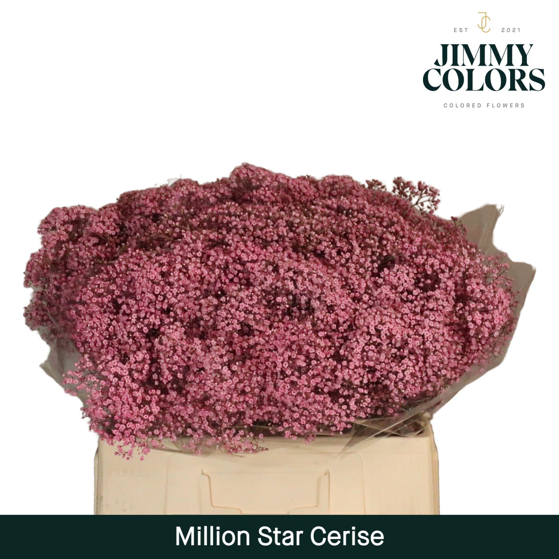 Срезанные цветы оптом Gyps fine paint cerise от 25шт из Голландии с доставкой по России
