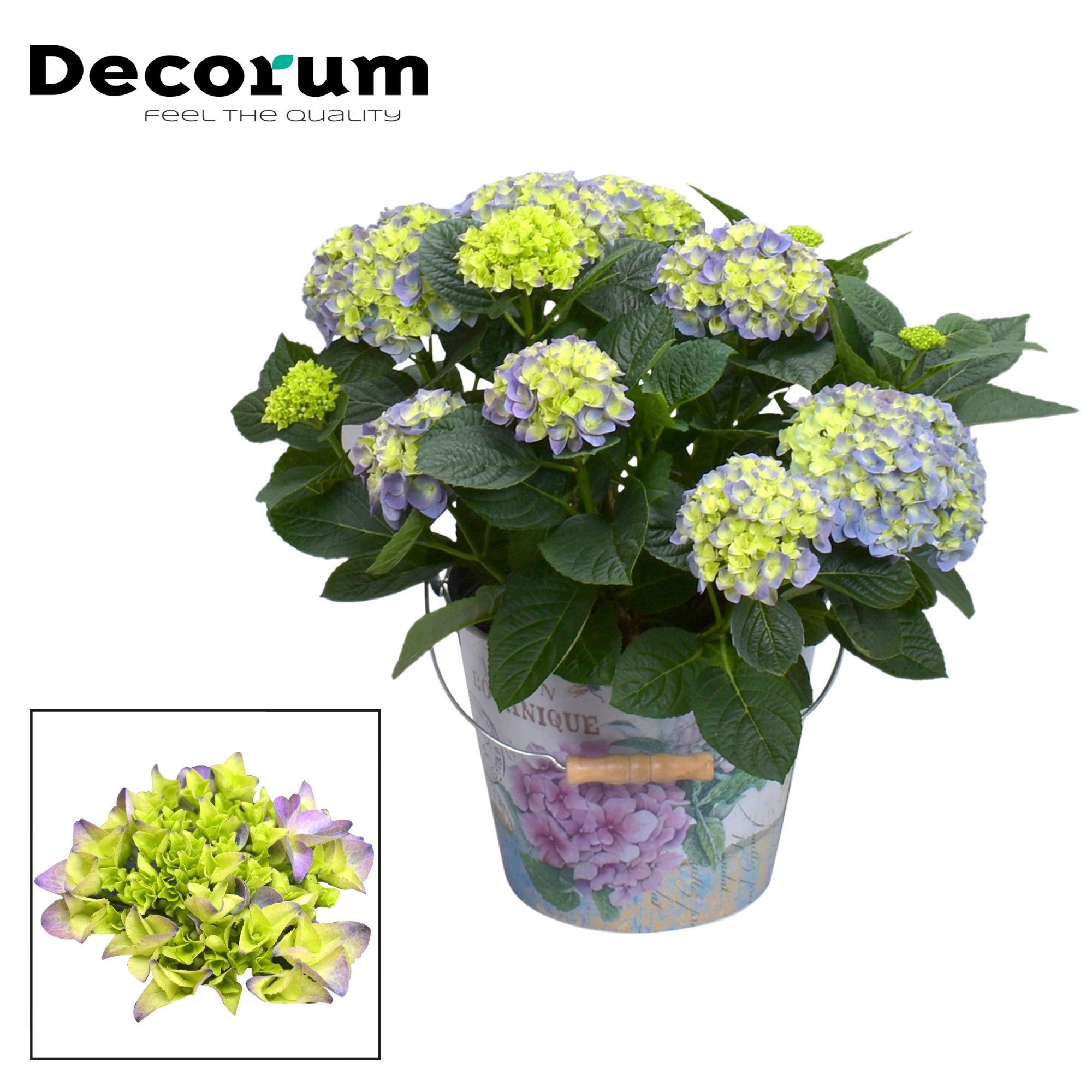 Горшечные цветы и растения оптом Hydrangea Bol Blue 7+ In Bucket (decorum) от 1шт из Голландии с доставкой по России