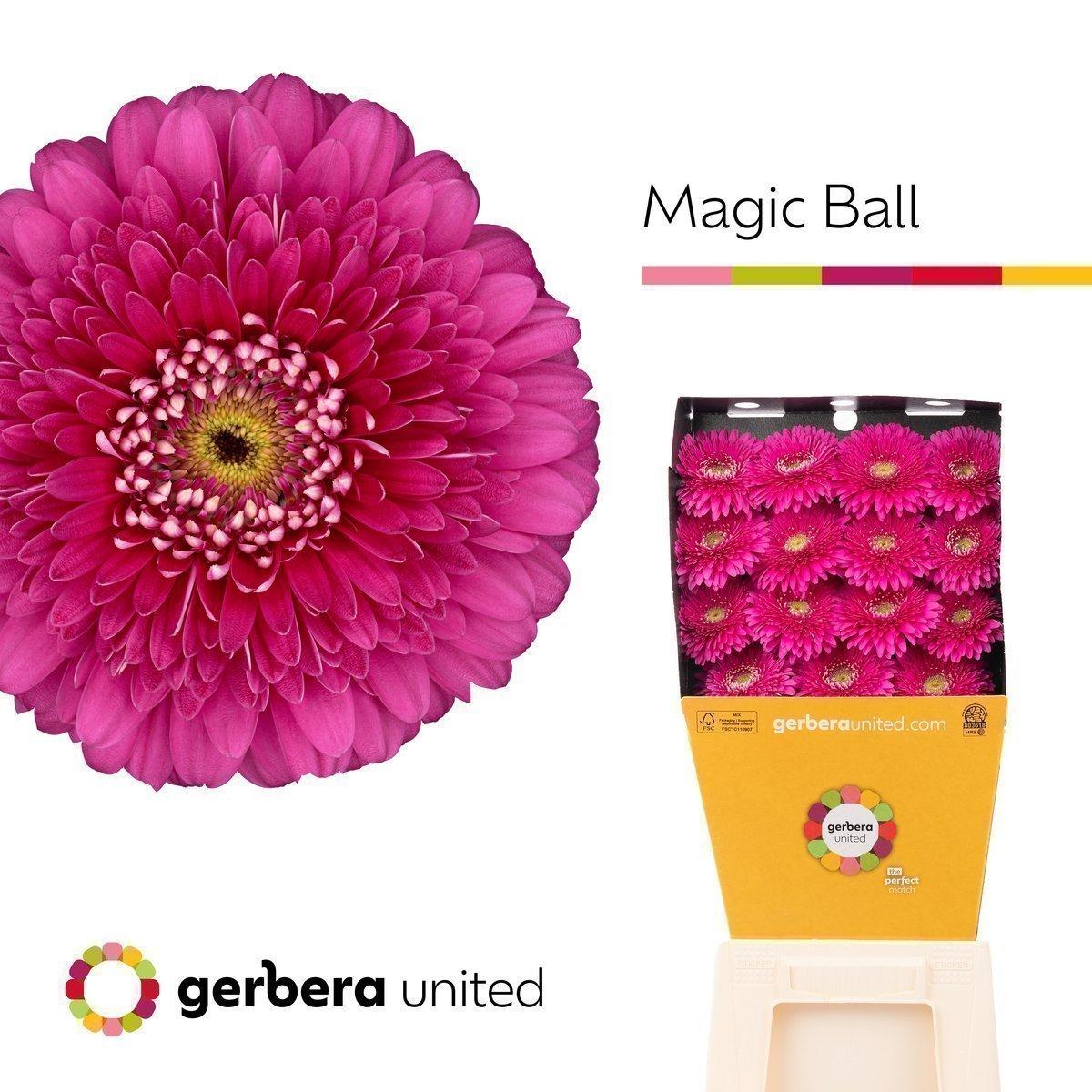 Срезанные цветы оптом Gerbera diamond magic ball от 15шт из Голландии с доставкой по России