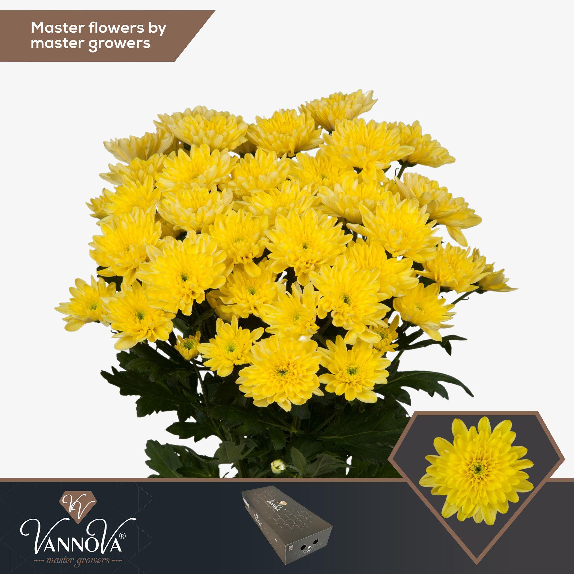 Срезанные цветы оптом Chrys sp baltica yellow от 80шт. из Голландии с доставкой по России