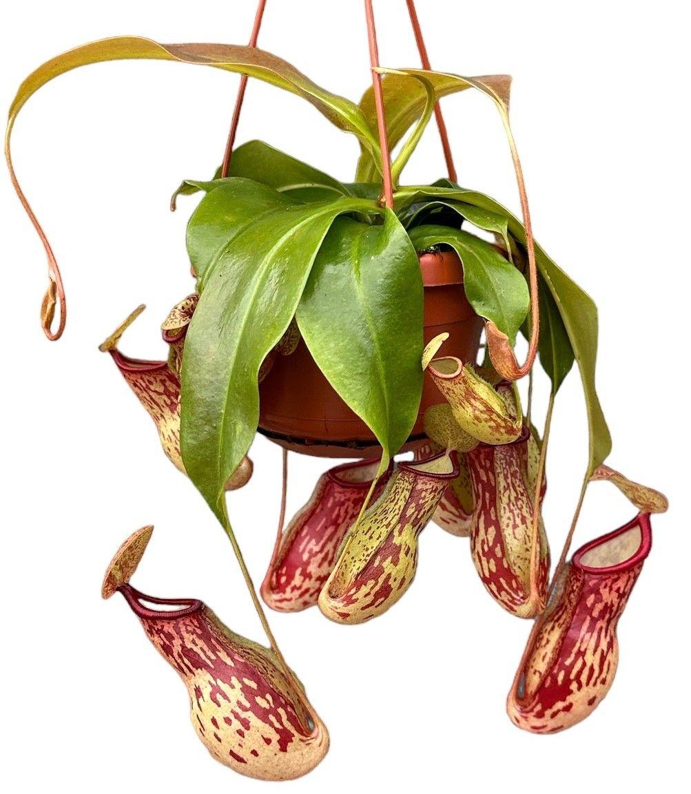 Горшечные цветы и растения оптом Nepenthes Monkey Jars Gaya от 4шт из Голландии с доставкой по России