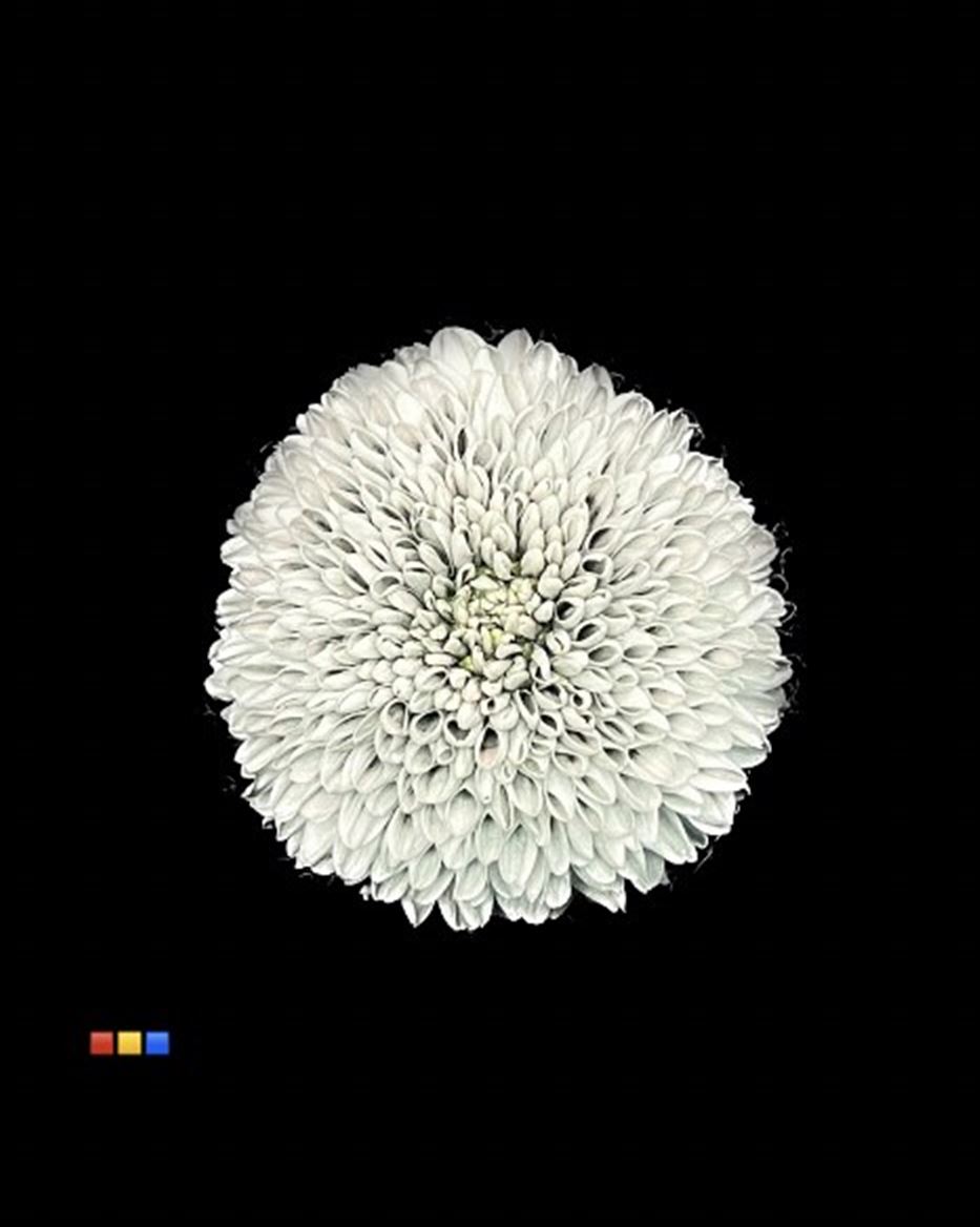 Срезанные цветы оптом Chrys bl paint superbowl grey от 40шт из Голландии с доставкой по России