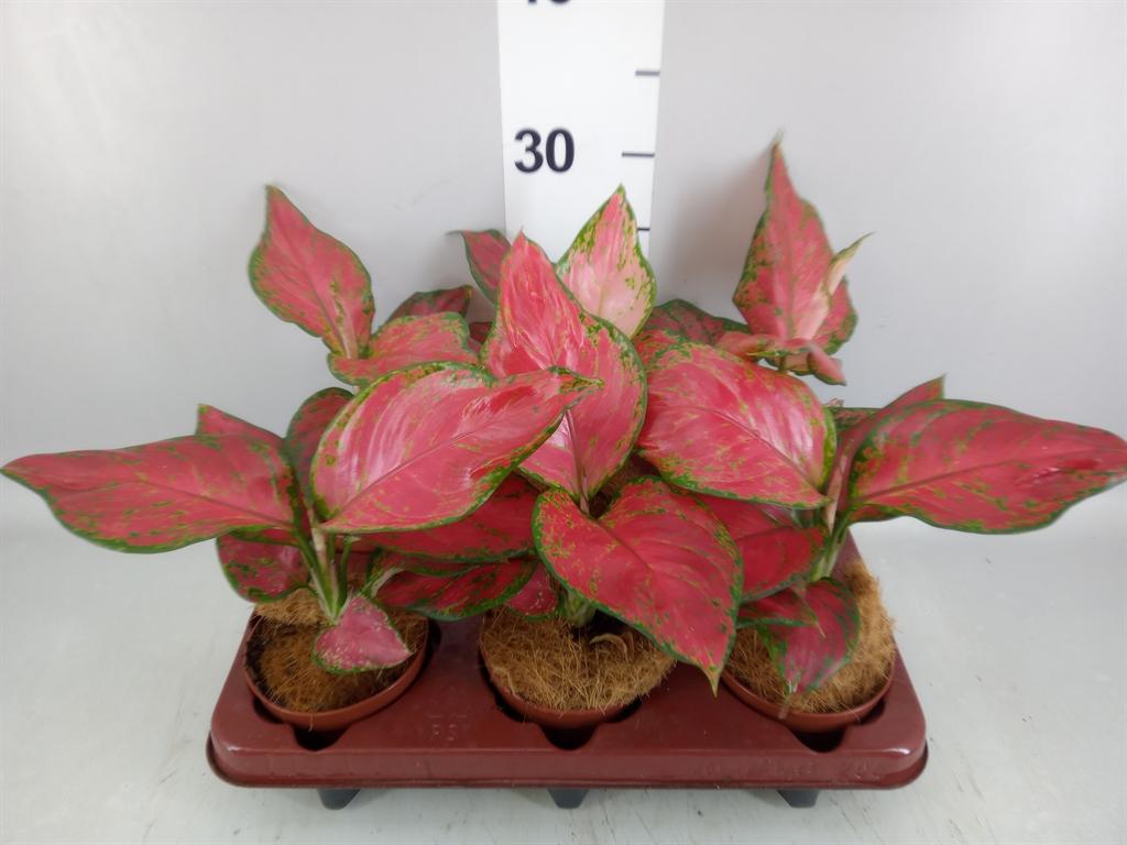 Горшечные цветы и растения оптом Aglaonema Pink от 6шт из Голландии с доставкой по России