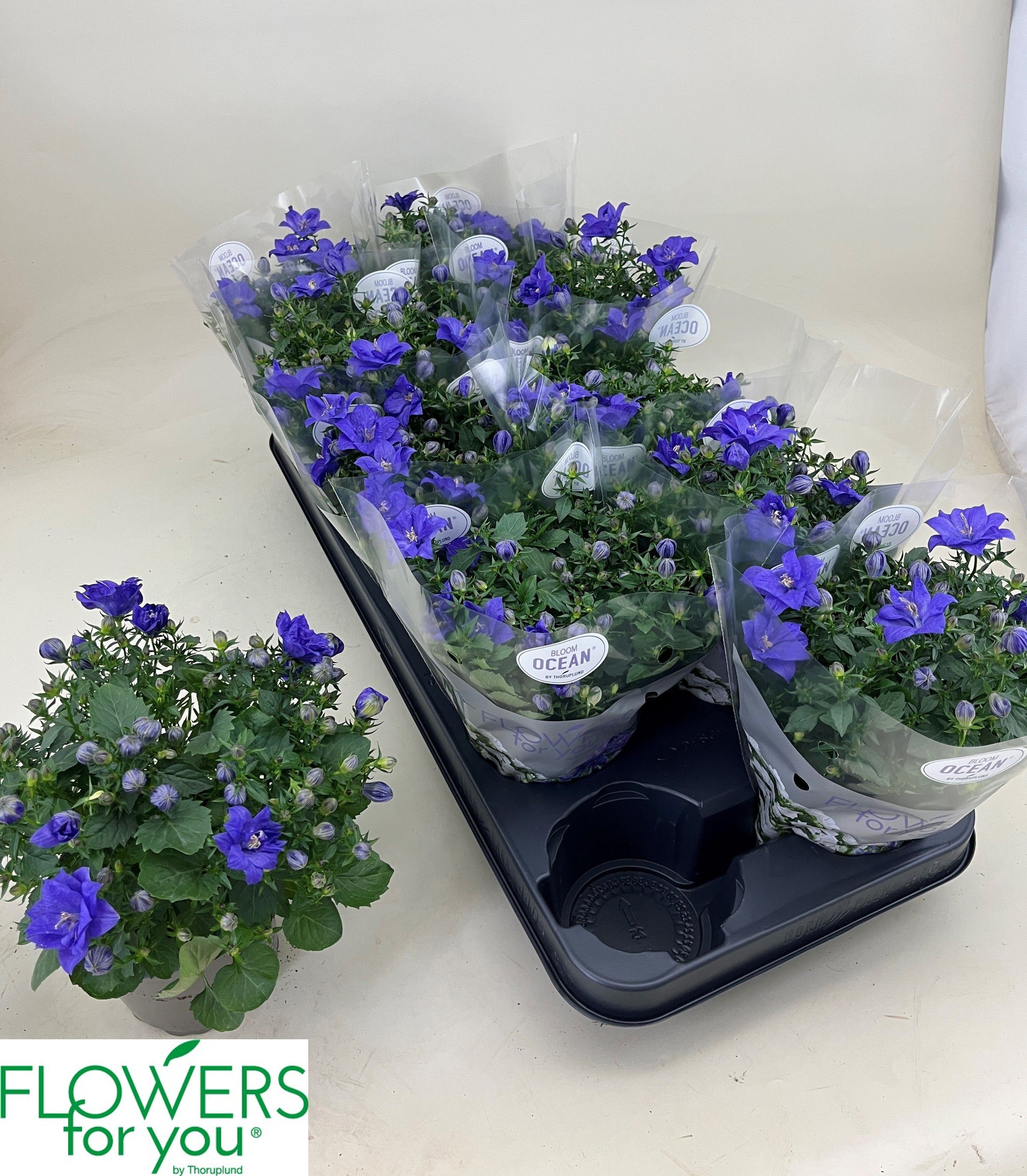 Горшечные цветы и растения оптом Camp Ov от 10шт (для телеги) из Голландии с доставкой по России