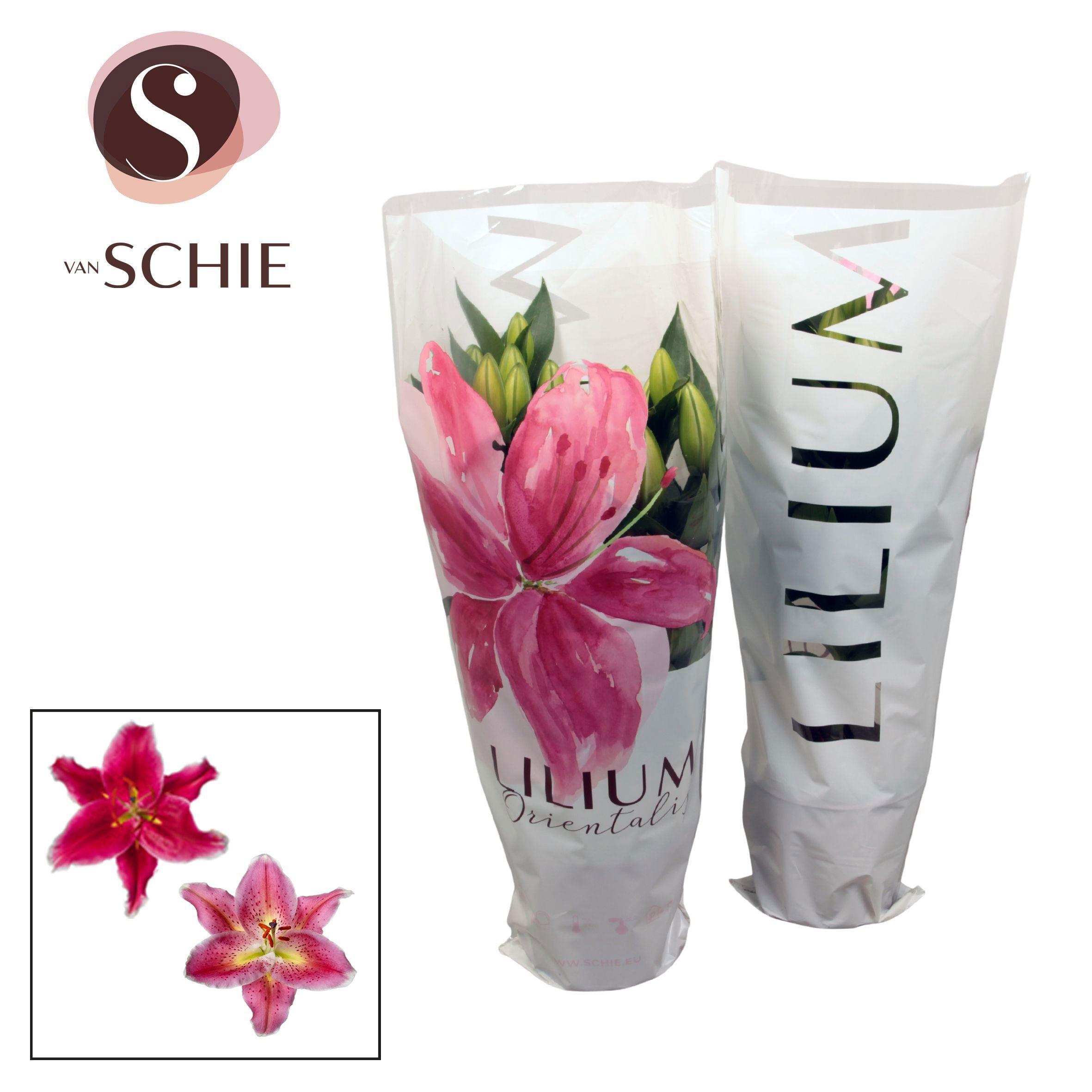 Горшечные цветы и растения оптом Lilium Or Pink 3pp от 8шт из Голландии с доставкой по России