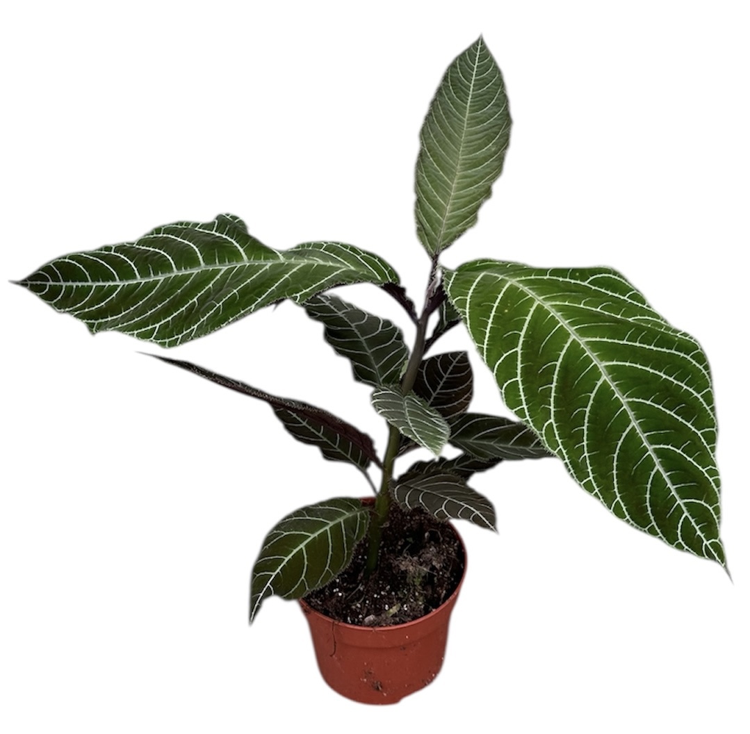 Горшечные цветы и растения оптом Labisia Gigantifolia от 1шт из Голландии с доставкой по России