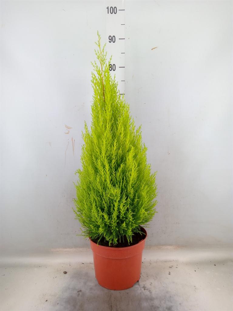 Горшечные цветы и растения оптом Cupressus Goldcrest Wilma от 1шт из Голландии с доставкой по России